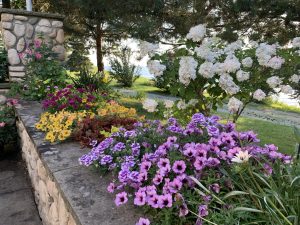 In a raised stone bed, several colorful annual flowers grow and bloom.